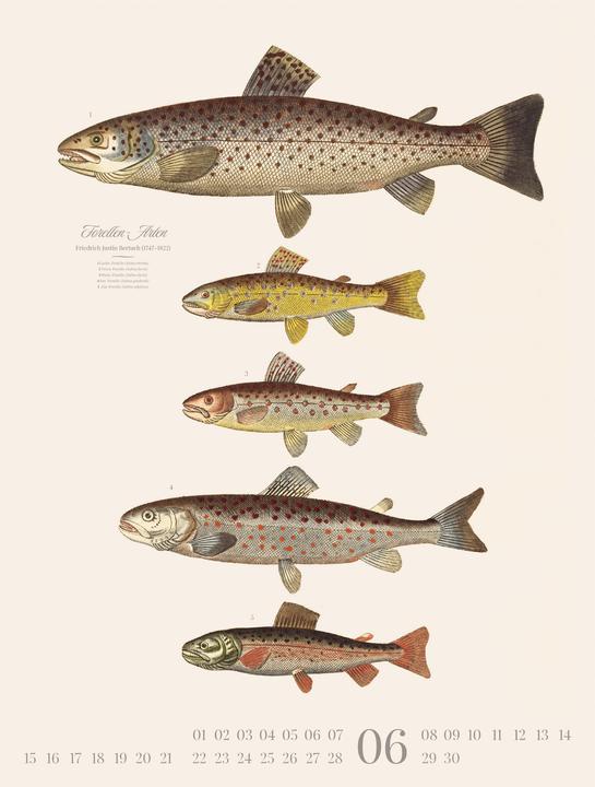 Produktbild Fische Kalender 2026
