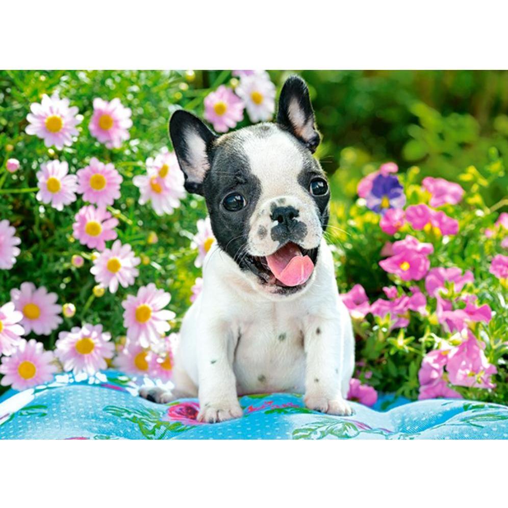 Thumbnail - Castorland French Bulldog Puppy Puzzle 70 Teile (70 Teile)