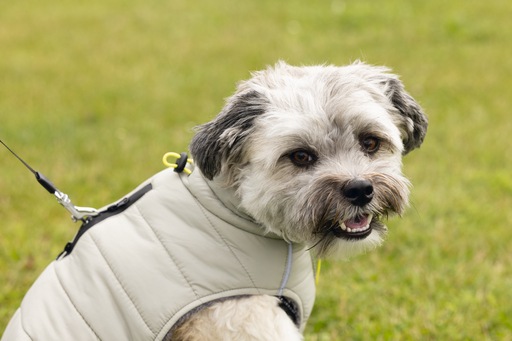 Produktbild Beeztees Bz Hund Mantel Bobby Taupe 52 (52, Hundemantel)