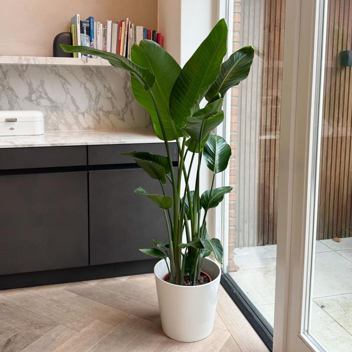 Produktbild Plant in a Box Strelitzia Nicolai - Paradiesvogelblume (155 cm)