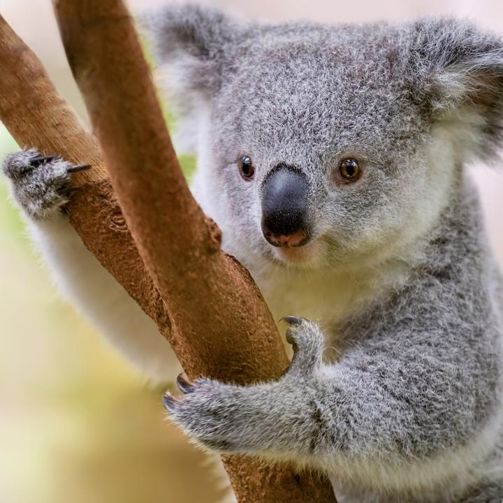 Produktbild Koalas 2026 (30 x 30 cm)