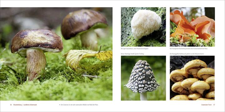 Produktbild Deutschlands alte Buchenwälder (Deutsch, Karl-Heinz Engel, 2015)