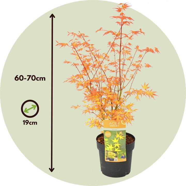 Actual product image Plant in a Box Acer palmatum 'Katsura' - Japanese maple (70 cm)