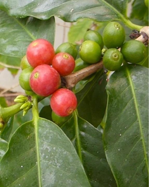 Produktbild Tropica Arabica Hochlandkaffee (Coffea Arabica) (Pflanzensamen)