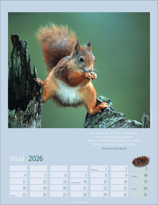 Actual product image Eichhörnchen Kalender 2026 (30 x 39 cm)