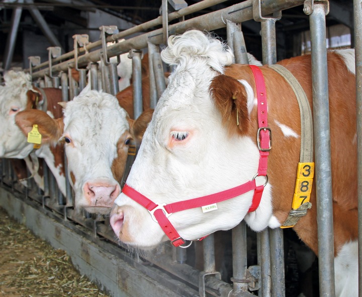 Actual product image Kerbl Demonstration halter
