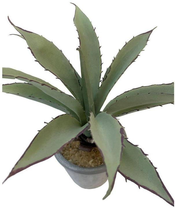 Immagine prodotto Botanic-Haus Aloe in vaso (20 cm)