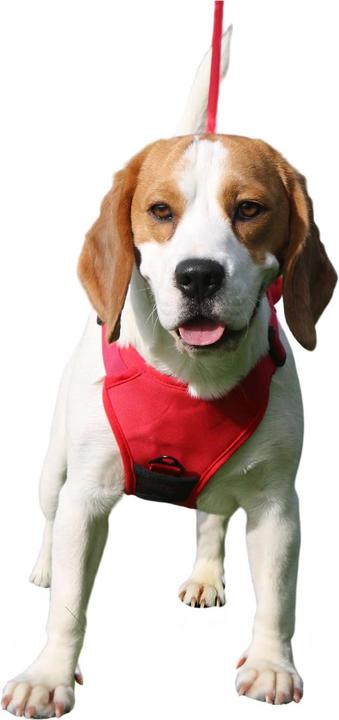 Immagine prodotto Ancol Set di pettorina e guinzaglio per cani Extreme Hybrid (XL, Cane, Generale)
