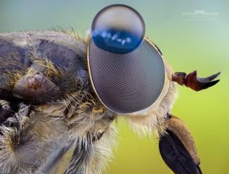 Image du produit Laowa 50mm f/ 2.8 2X Apo MFT (Micro Four Thirds, Micro Four Thirds)