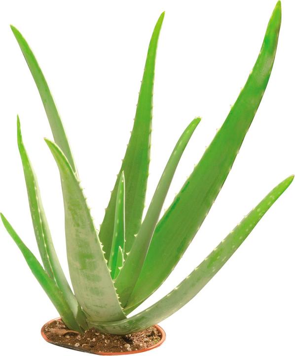 Immagine prodotto Glorex Sapone alla glicerina eco con Aloe Vera (Sapone duro)