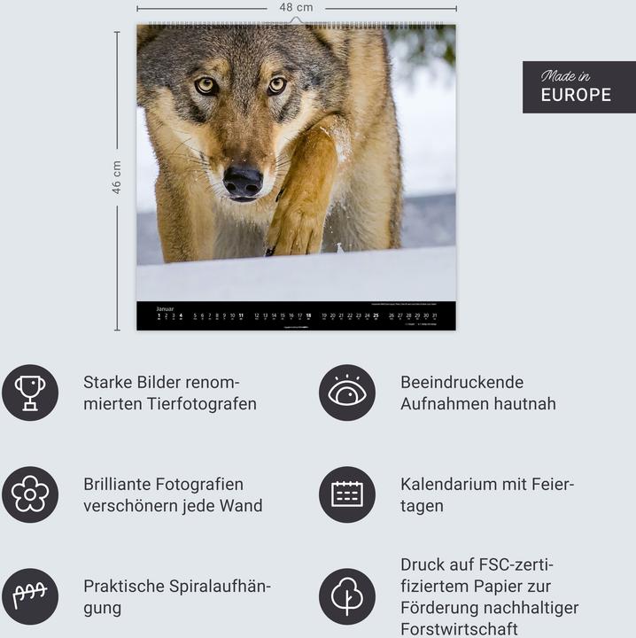 Produktbild Wölfe Kalender 2026 (48 x 46 cm)