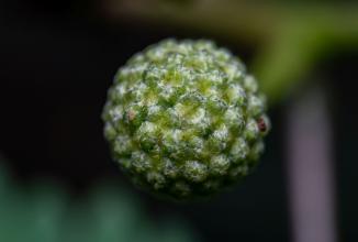Image du produit Venus Optic 90mm f/2.8 2x Ultra Macro APO (Canon RF, Plein format)