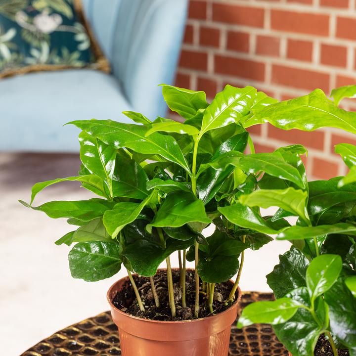 Immagine prodotto Flowerbox Set da 2 pianta del caffè