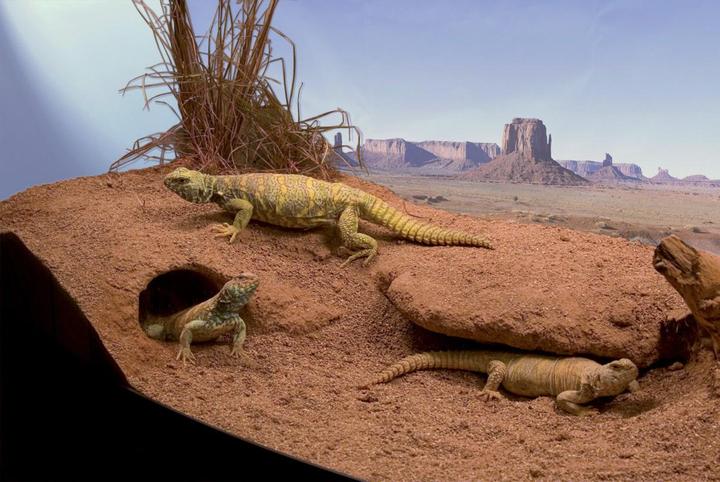 Zoo Med Excavator clay substrate