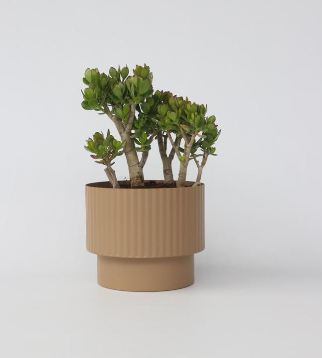 Immagine prodotto Plant in a Box Crassula ovata Minor - Jadepflanze (60 cm)