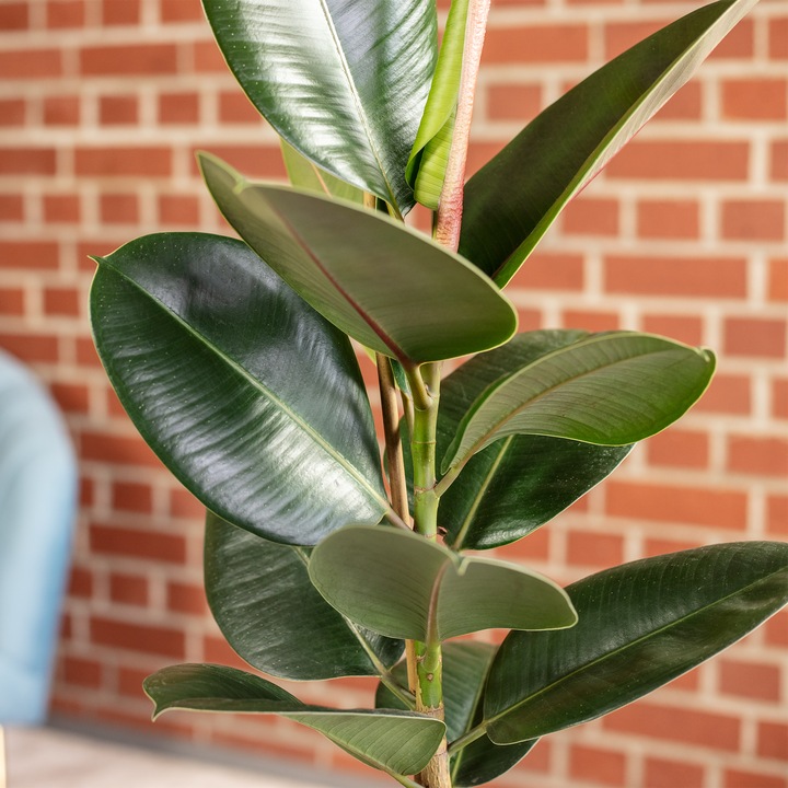 Actual product image Flowerbox Rubber tree - Ficus elastica Robusta (50 cm)