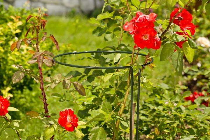 Immagine prodotto Windhager Sostegno perenne (100 cm, 30 cm)