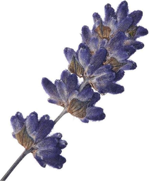 Immagine prodotto Florascent Aroma Spray Lavanda