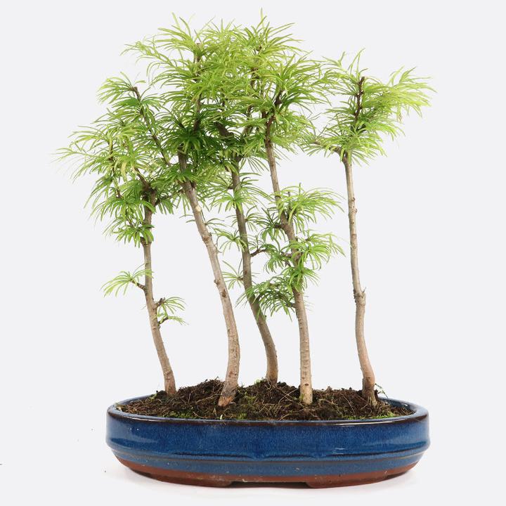 Actual product image Bonsai.ch Pseudolarix golden lark (23.50 cm)