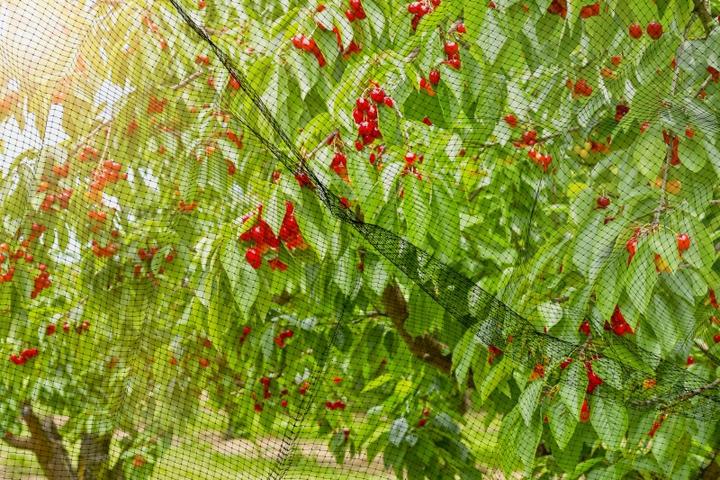 Immagine prodotto Windhager Ortonet