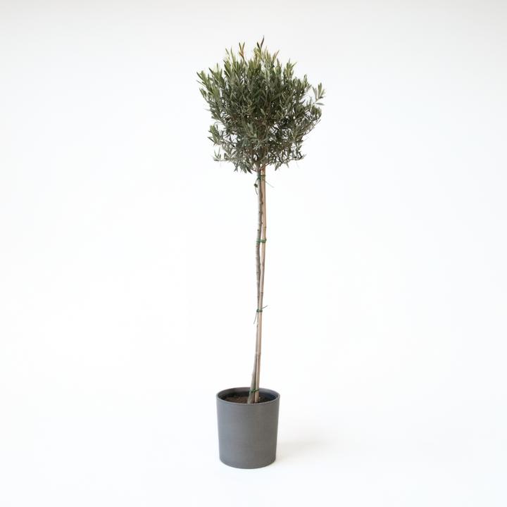 Actual product image Plant in a Box Olea europaea - Olivenbaum (155 cm)
