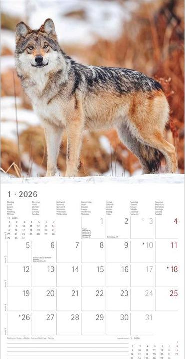 Actual product image Alpha Edition Wölfe 2026 - Broschürenkalender 30x30 cm (30x60 geöffnet) - Kalender mit Platz für Notizen - Wolves (30 x 30 cm, Hardcover, English, Dutch, German)