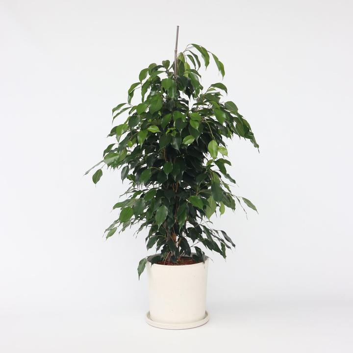 Produktbild Plant in a Box Ficus benjamina Danielle - Geigenpflanze (100 cm)