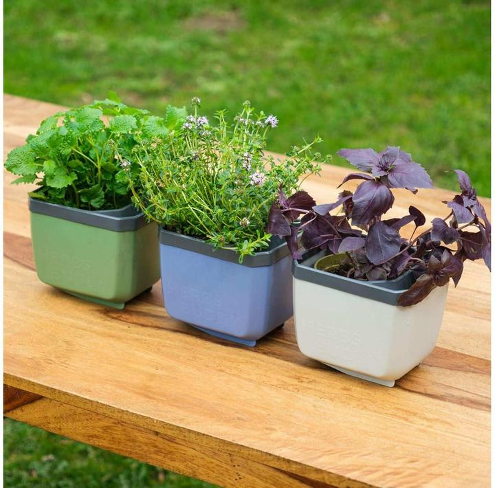 Actual product image Gusta Garden Herbs Buddy
