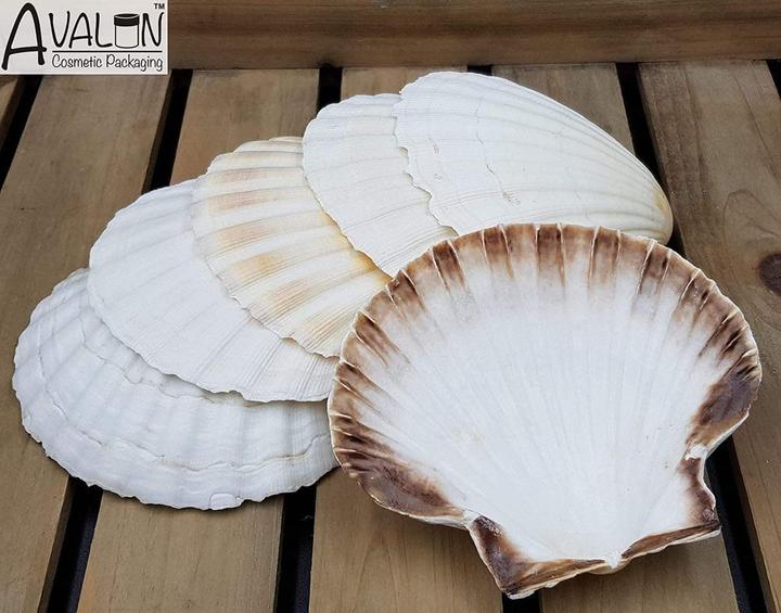 Image du produit SSB Jakobsmuschel-Schalen