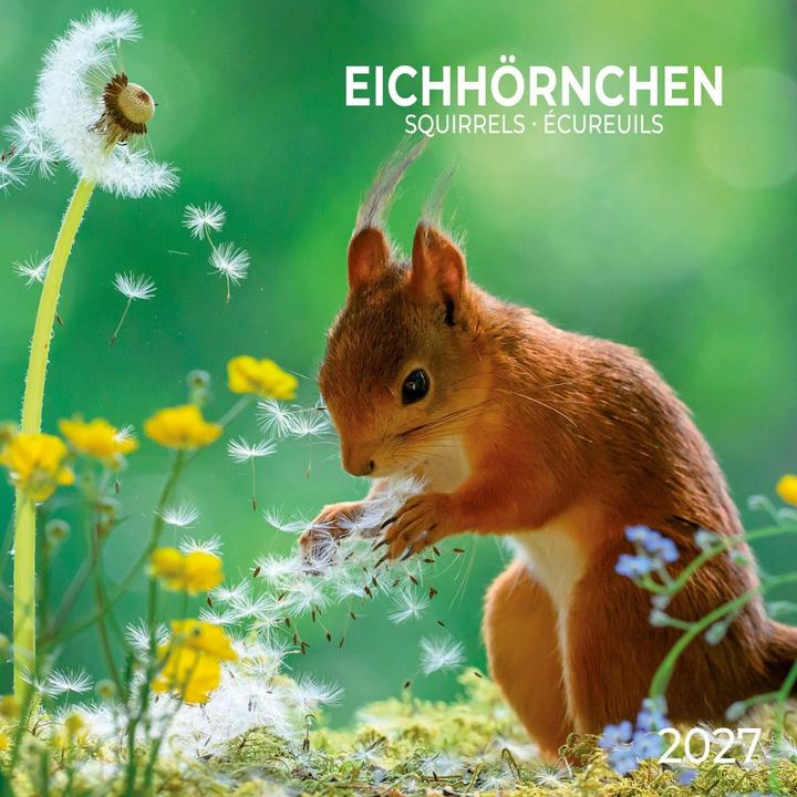Produktbild Eichhörnchen/Squirrels2027 (30x30 cm)