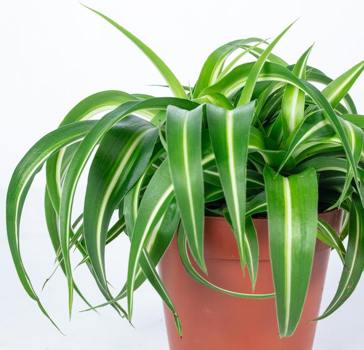 Produktbild Flowerbox Grünlilie "Bonnie" - Chlorophytum Comosum (25 cm)