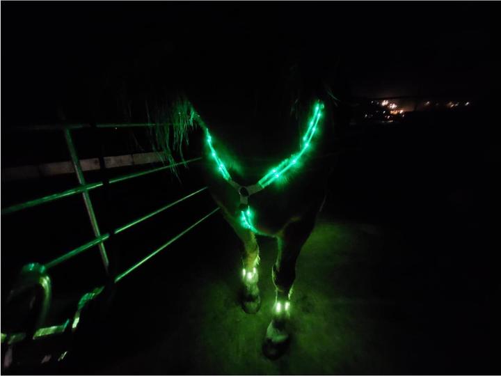 Produktbild Animal Light LED Leuchtvorgeschirr 20