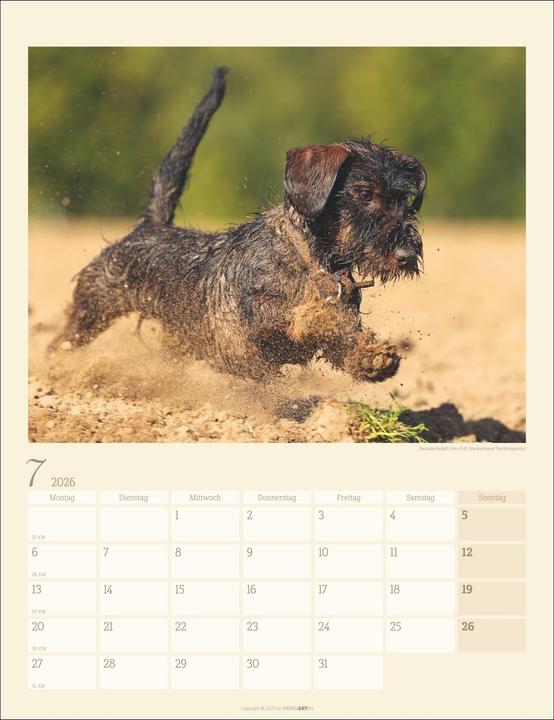 Produktbild Dackel Kalender 2026 (30 x 39 cm, Harter Einband, Deutsch)