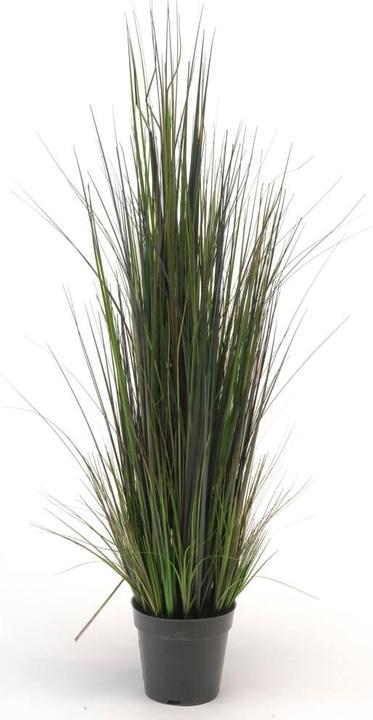 Productafbeelding Emerald Flussgras (103 cm)