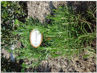 Image du produit Münder Fiches d'épices romarin (25 cm)