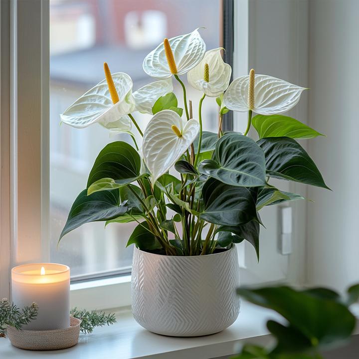 swiss cheese hanging plant Monstera Adansonii (Swiss Cheese) – Ruby Flora Plant Shop main image 0