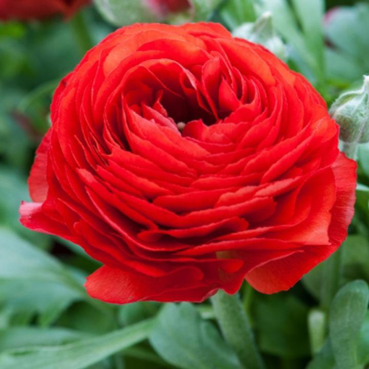 Immagine prodotto Plant in a Box Ranunculus - (10 cm)