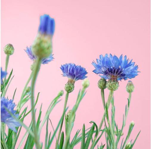 Produktbild Prêt à Pousser Saatgut Kornblume (Blumensamen)