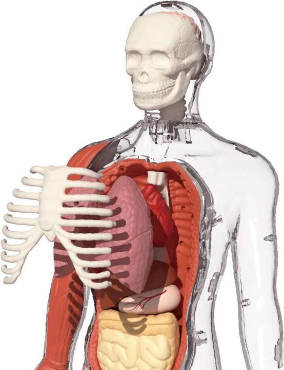 Actual product image Science Can My Body - a knowledge journey with quiz and sound/ My Body Voice Pedia (German, Dutch, English, Italian, French, Spanish)