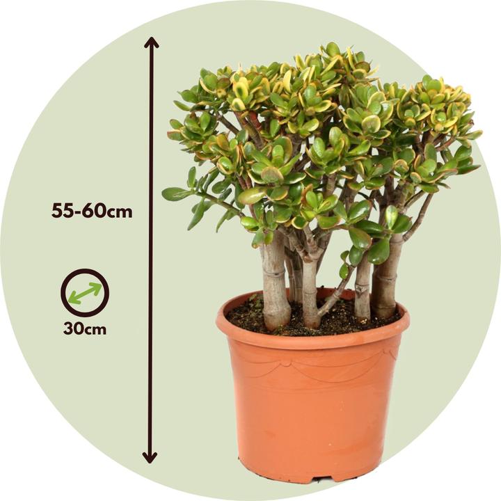Actual product image Plant in a Box Crassula ovata Sunset - Jadepflanze (55 cm)