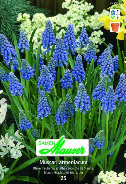 Produktbild Samen Mauser Traubenhyatzinthe (Blumenzwiebeln)
