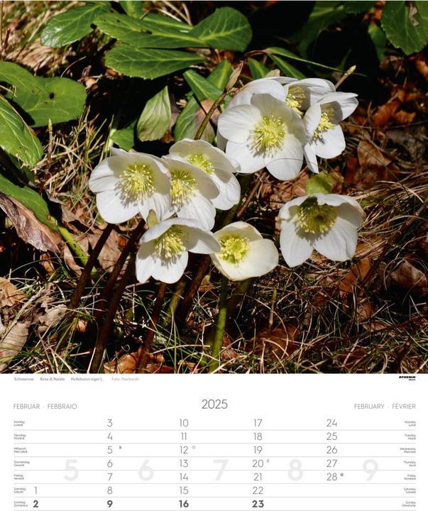 Actual product image Alps Calendar 2025 (German)