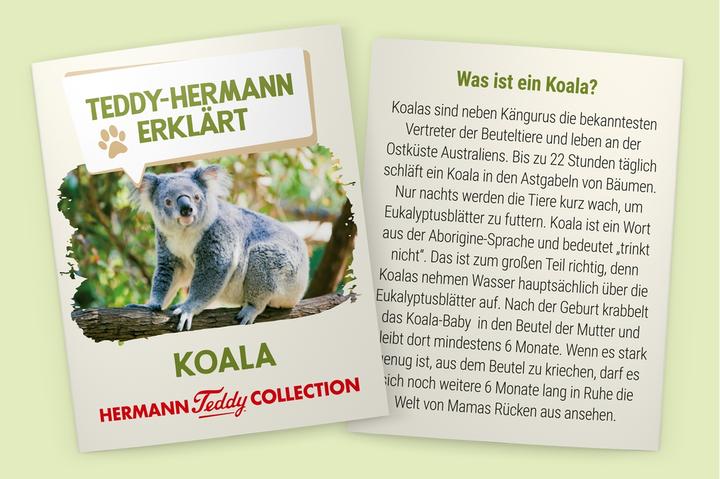 Image du produit Teddy Hermann Ours koala (21 cm)