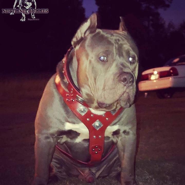 Image du produit Bestia Harnais pour chien (L, XL, Chien)