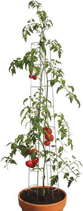 Actual product image Bellissa Tomato Tower (12 cm, 12 cm)