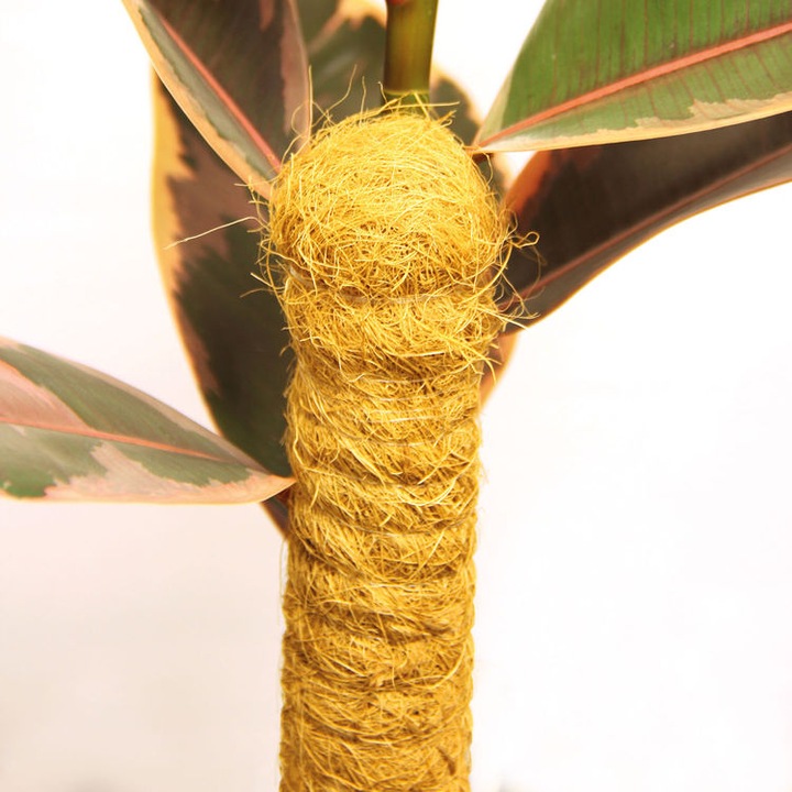 Actual product image Bellissa Coco stick (4.50 cm, 4.50 cm)