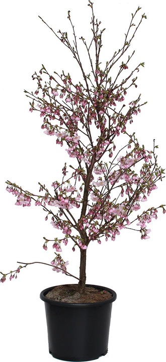 Produktbild Zulauf Zier-Kirsche / Prunus 'Accolade' (125 cm)