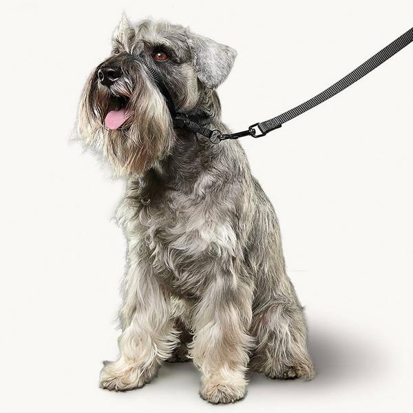 Produktbild beaphar Zwart (M, Hund, Hundesport)