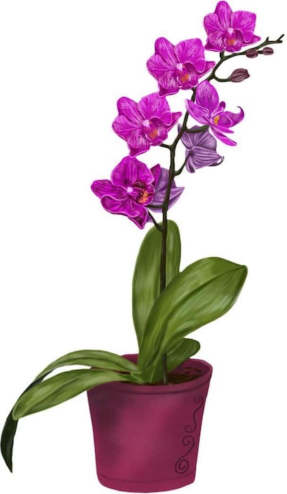 Produktbild Trenddeko Orchidee im Topf (65 x 110 cm)