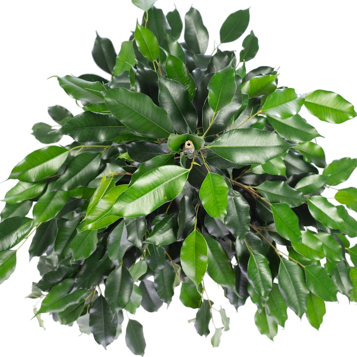 Actual product image Flowerbox Birch fig - Ficus benjamini (110 cm)
